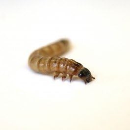 Josh's Frogs Superworms (100 Count)