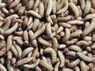 Black Soldier Fly Larvae 1000 Count