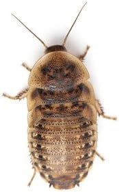 300 Large Live Dubia Roaches by DBDPet | Live Arrival is Guaranteed | Shipped in Cloth Bags
