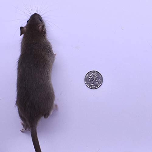MiceDirect 8 Frozen Rat Combo Pack 4 Mediums and 4 Larges Feeders Snake Food for Juvenile Ball Pythons and Monitors (6-9 in)(1040 Grams Min)