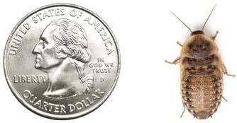 200 Live Medium Dubia Roaches in Cup-Live Arrival is Guaranteed
