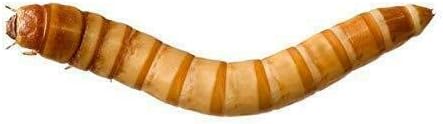 Predator Foods Bulk Live Giant Worms 1.25-1.75 in - (250 Count)