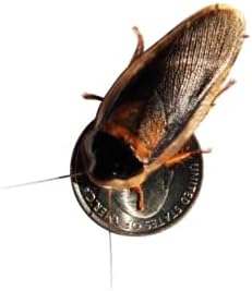 Adult Dubia Roaches 10 Females & 5 Males 15 ct