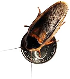 Adult Dubia Roaches 20 Females and 10 Males 30 ct