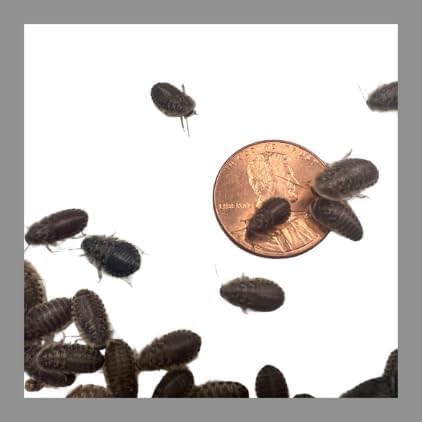 200 Extra Small Live Dubia Roaches in Container Live Reptile Food for Bearded Dragons Turtles Lizards Frogs & Toads Feeder Insects