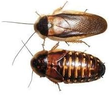 Adult Dubia Roaches 20 Females and 10 Males 30 ct
