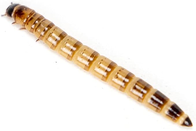 Josh's Frogs Superworms (200 Count)