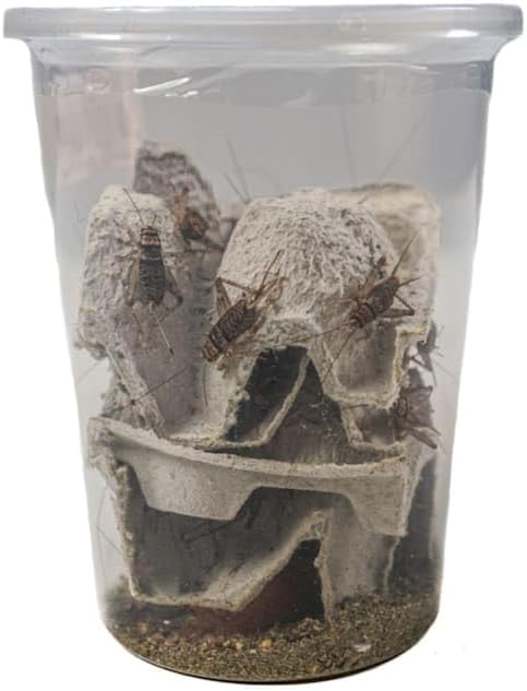 Josh's Frogs 1" GUTLOADED Banded Crickets (60 Count)