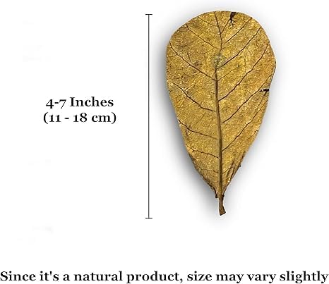 SunGrow Leaf Litter for Snakes, 10 Pcs Medium Indian Almond Catappa Leaves Substrate Maintain Humidity in Corn Snake and Ball Python Terrarium, 4-7 Inches, Reptile Tank Decor Accessories