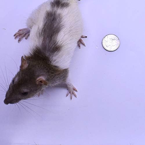 MiceDirect 6 Frozen Rat Combo Pack 3 Mediums and 3 Large Feeders Snake Food (6-9 in)(780 Grams Min)