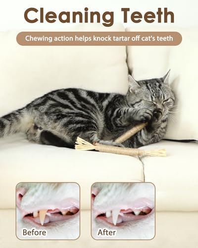 Tocirelo Silvervine Sticks for Cats, Natural Cat Chew Toy Teeth Cleaning - Image 3