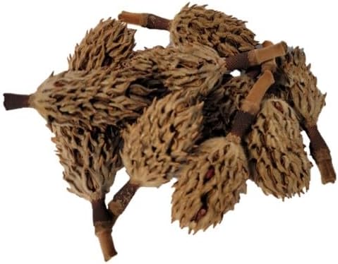 Magnolia Seed Pods, 12 Pack for Bioactive Enclosures, Terrariums, Aquariums, Reptiles, Amphibians, Isopods