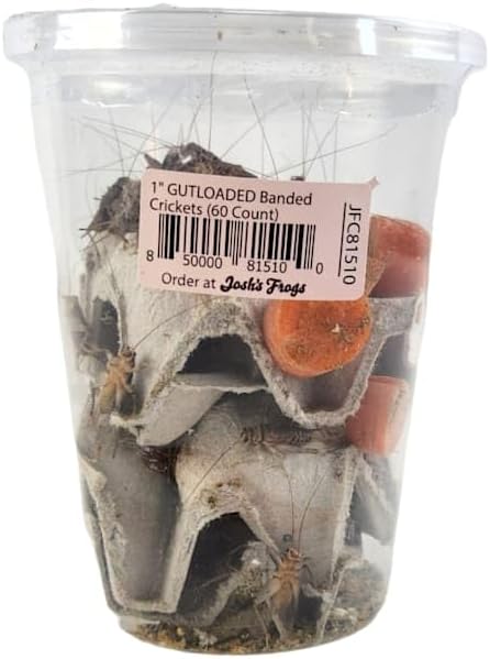 Josh's Frogs 1" GUTLOADED Banded Crickets (60 Count)