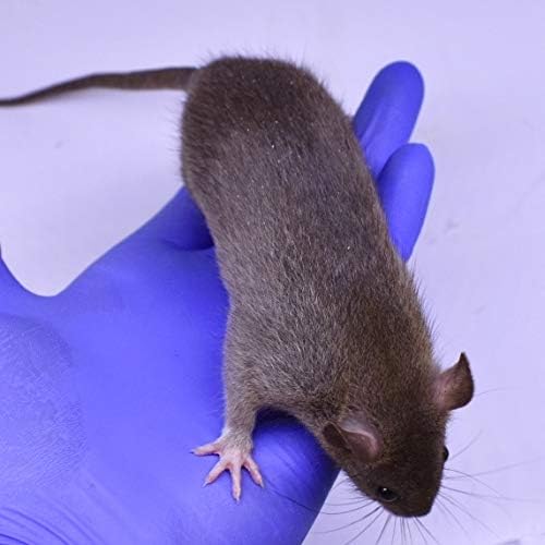 MiceDirect 40 Frozen Rat Combo Pack 20 Rat Smalls and 20 Rat Medium Feeders Snake Food for Juvenile Ball Pythons and Monitors (4.5-8 in)(2600 Grams Min)