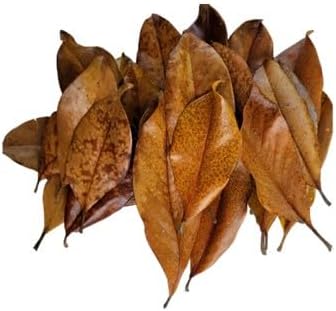 Magnolia Leaf Litter, 55-60 Small 3' - 6" Premium Whole Natural Organic Hand Picked Leaves for Bioactive Enclosures, Reptiles, Amphibians, Terrariums