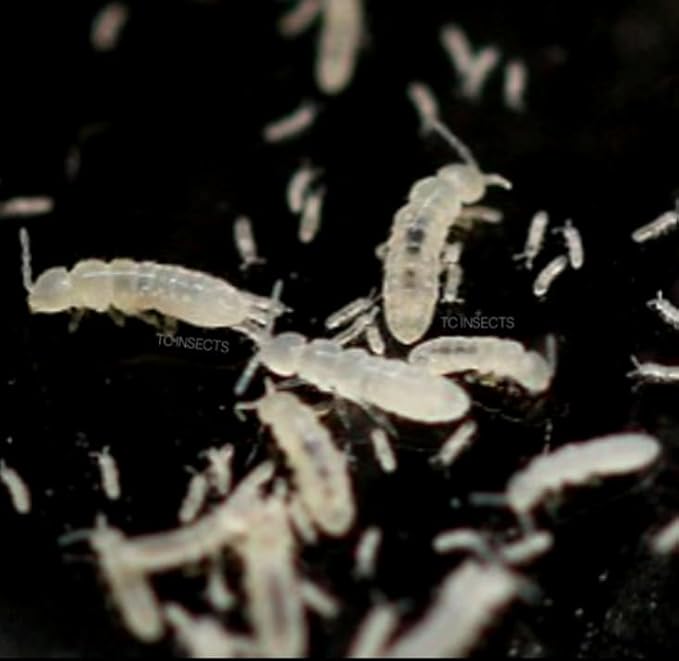 Live Springtail (Temperate) Culture - 8oz