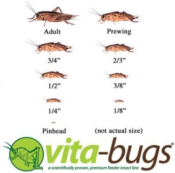 Timberline Vita-Bugs Prewing Live Crickets, Count of 500, 500 CT