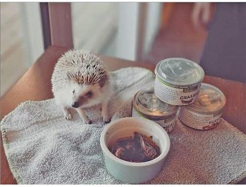 Canned Insect Assortment (3 Pack) - Healthy High-Protein Treat - Sugar Gliders, Hedgehogs, Skunks, Squirrels, Wild Birds, Opossums, Turtles, Tropical fish, Reptiles, Amphibians & Other Small Pets