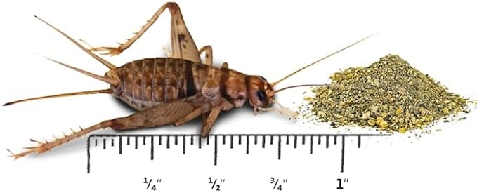 Josh's Frogs 3/4" GUTLOADED Banded Crickets (60 Count)
