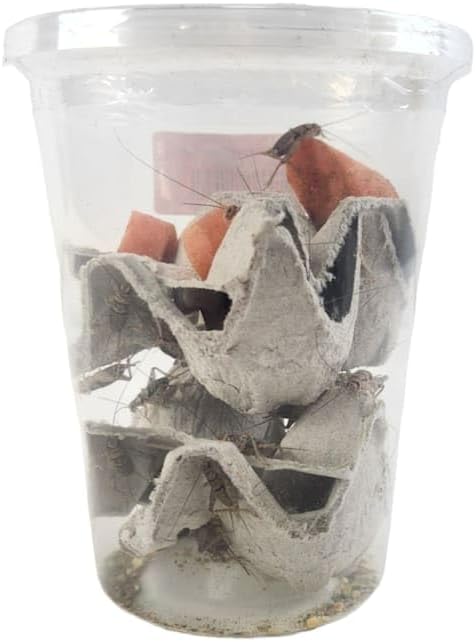 Josh's Frogs 3/4" GUTLOADED Banded Crickets (60 Count)