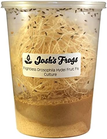 Josh's Frogs Freshly Started Flightless Drosophila Hydei Fruit Fly Culture