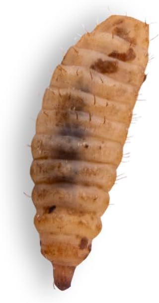 Fluker's Small Live Black Soldier Fly Larvae 1000 Count - Reptile and Chicken Food