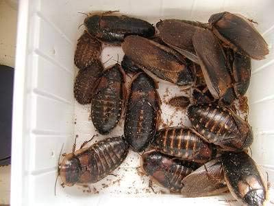 Adult Dubia Roaches 20 Females and 10 Males 30 ct