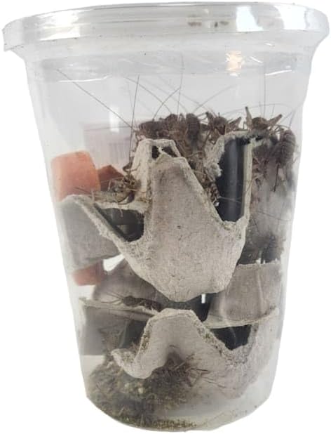 Josh's Frogs 1" GUTLOADED Banded Crickets (60 Count)