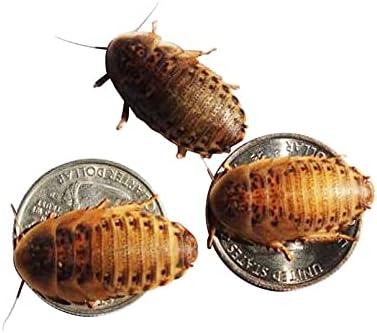 Large Live Dubia Roaches 100 ct (1"-2") | Reptile Food Live Arrival | Includes Insect Food