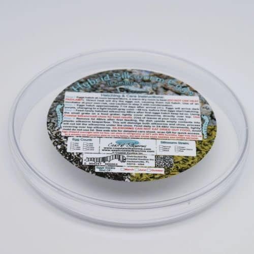 1,000 Count Live Silkworm Eggs Bombyx Mori (Pack of 1)