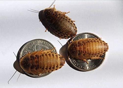 Large Live Dubia Roaches 200 ct (1"-2") | Reptile Food Live Arrival | Includes Insect Food