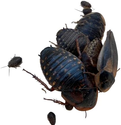 Mixed Sized Dubia Roaches 200 Ct | Sizes 1/4 inch, 1/2 inch, 1 inch |Reptile Food Live Arrival | Includes Insect Food
