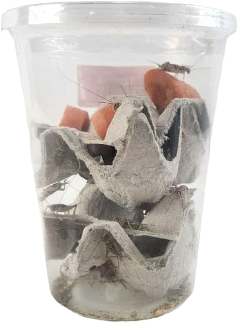 Josh's Frogs 3/4" GUTLOADED Banded Crickets (60 Count)