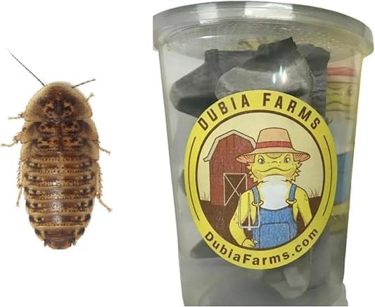 200 Extra Small Live Dubia Roaches in Container Live Reptile Food for Bearded Dragons Turtles Lizards Frogs & Toads Feeder Insects