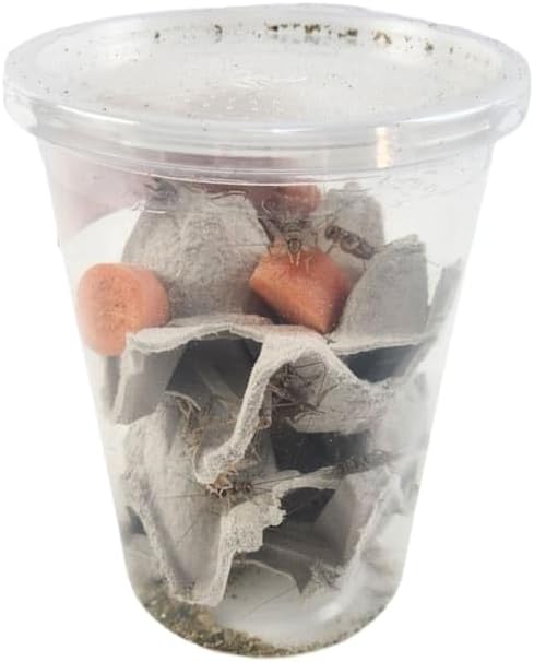 Josh's Frogs 3/4" GUTLOADED Banded Crickets (60 Count)