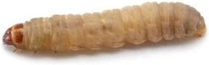 Dubia.com 250 Live Waxworms Worms, HighProtein Wax Worms, Ideal for Pets, Reptiles, Amphibians, Birds and Fishing
