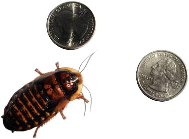 Adult Dubia Roaches 20 Females and 10 Males 30 ct