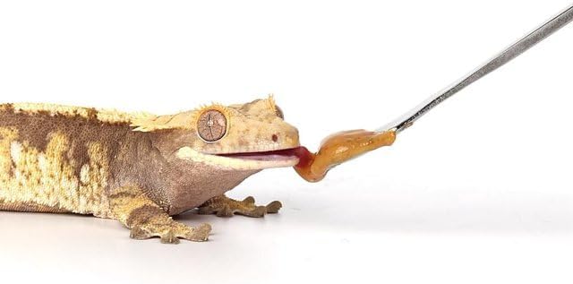 2Pcs Silver Crested Gecko Food Mixing Spoon Reptile Stirring Food Feeding Spoon Suitable for Crested Geckos, Lizards, Bearded Dragons,Chameleons and Other Reptiles and Amphibians