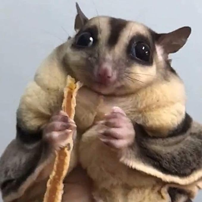 Polar Bear's Pet Shop 3 Pcs Fish Flavor Sugar Glider Hamster Squirrel Chinchillas Small Animals Sandwich Snacks and Food (30g)