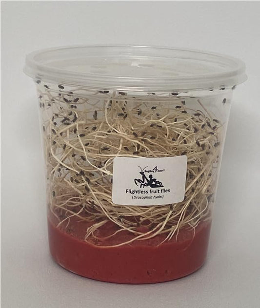 Flightless (Drosophila hydei) Fruit Fly Culture - *Newly inoculated*