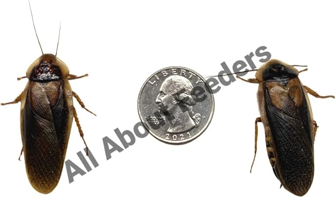 Live Dubia Roaches for Feeding Reptiles (10, Adult Male) by Blaptica dubia