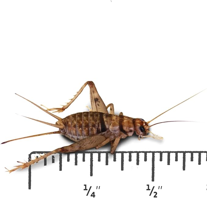 Josh's Frogs 1/2" Banded Crickets (72 Count)