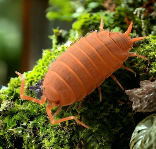 Live 25ct Powder Orange Isopods (Porcellionides Pruinosus) Cleanup Crew & Reptile Food