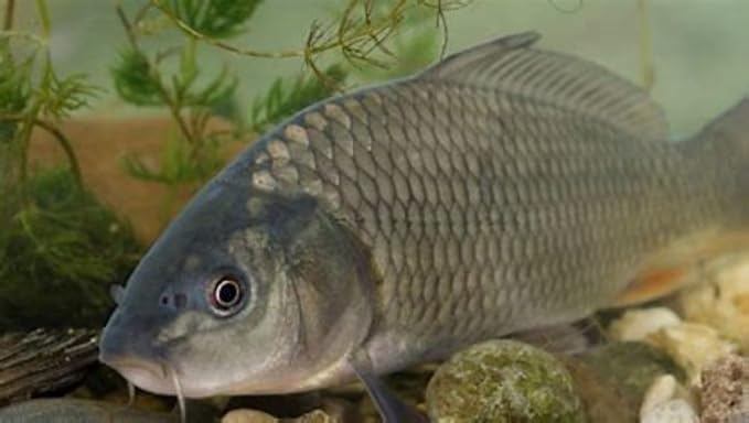 America's Best Koi Food Large Floating Pond Pellets 20 lbs Koi Fish Food 32% Premium Protein Year Round Maintenance Diet