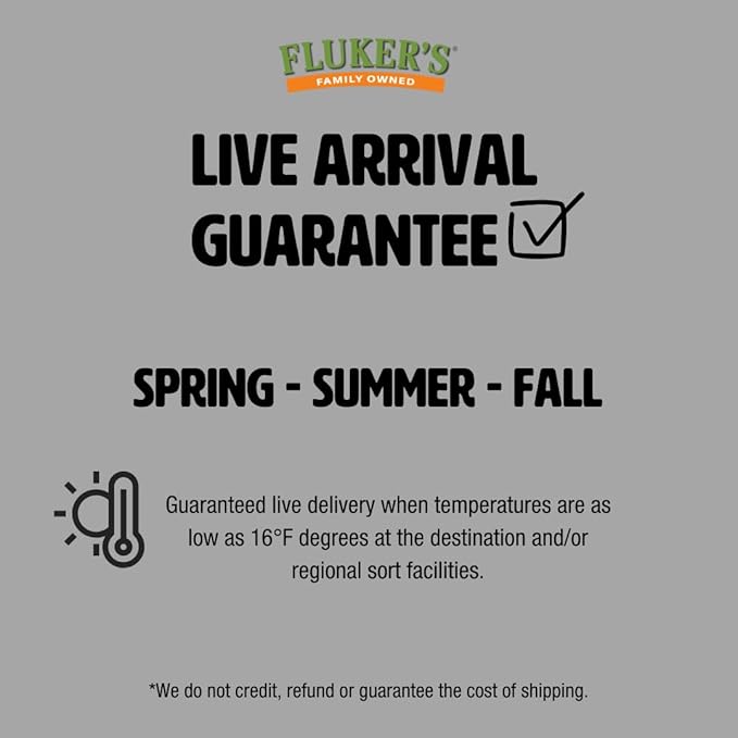 Fluker's Large Live Black Soldier Fly Larvae 100 Count - Reptile and Chicken Food