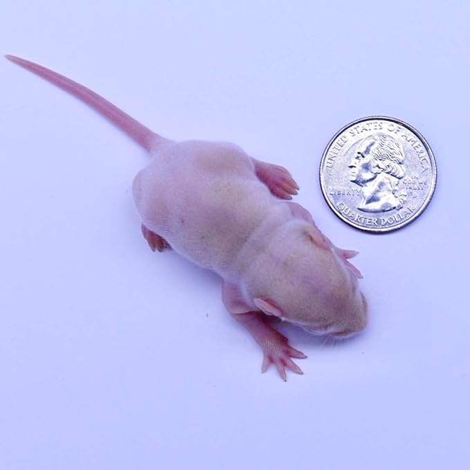 MiceDirect 20 Frozen Rat Combo Pack 10 Pinkies and 10 Fuzzies Feeders Snake Food for Baby Ball Pythons and Boas (.5-2.5 in)(120 Grams Min)