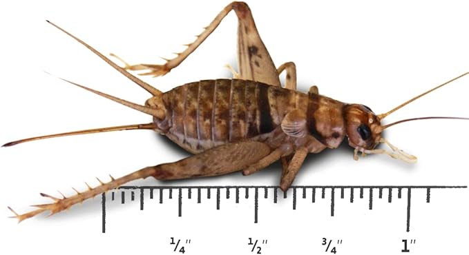 Josh's Frogs 1" Large Adult Banded Crickets (500 Count)