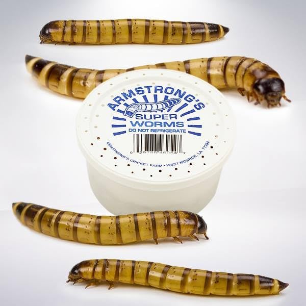 Armstrong's Original Crickets Superworms (Zophobas morio) Kingworms (Large 1.75"+) (Medium 1.25-1.74") (1000, Medium)