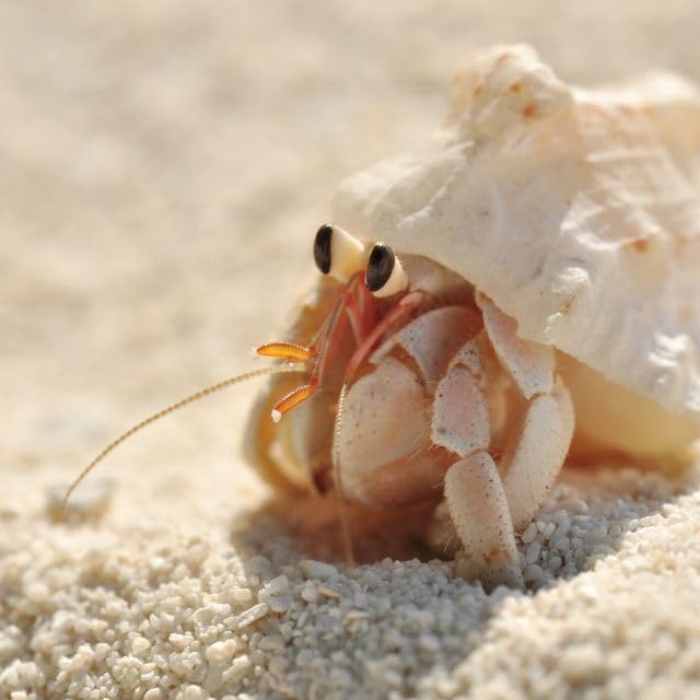 Undique Organic Hermit Crab Food with Quail Egg Shells - Nutritious, Balanced Diet & Calcium-Rich Treats for Hermit Crab Shell Growth - Sustainable, Clean, Hermit Crab Care
