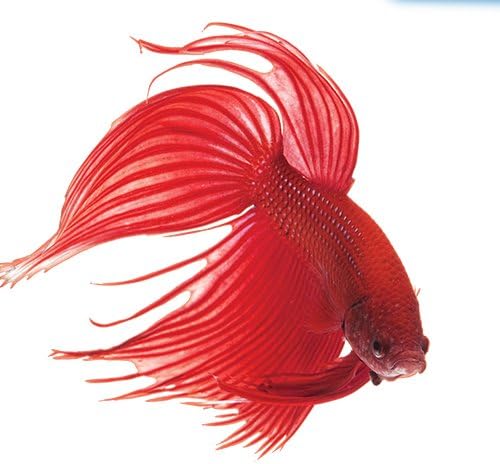 API Bettafix Betta Medication(93B) - 1.7 oz (Pack of 2)